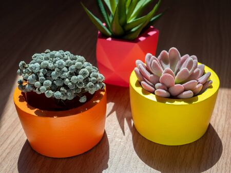 Beautiful various geometric concrete planters with cactus, flower and succulent plant on wooden background with sunshine. Colorful painted concrete pots for home decoration.の写真素材