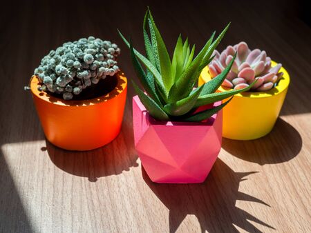 Beautiful various geometric concrete planters with cactus, flower and succulent plant on wooden background with sunshine. Colorful painted concrete pots for home decoration.の写真素材