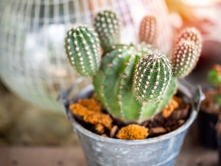 Close-up green cactus in garden metal bucket on sunshine day.の写真素材