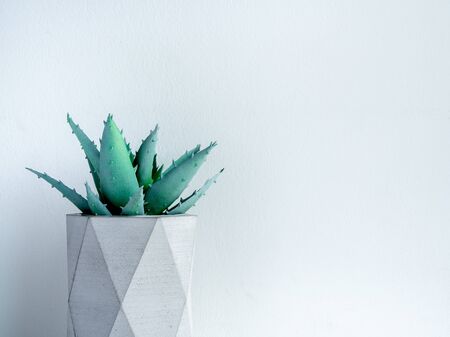 Concrete pot. Close-up green aloe vera plant in modern geometric concrete planter isolated on white background with copy space.の写真素材