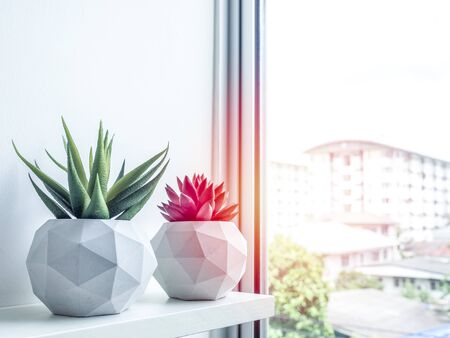 Concrete pot. Green and red succulent plants in modern geometric concrete planters on wooden shelf near the window glass.の写真素材