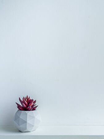 Concrete pot. Red succulent plant in modern geometric concrete planter on wooden shelf isolated on white background with copy space vertical style.の写真素材