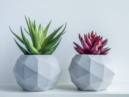 Concrete pot. Green and red succulent plants in modern geometric concrete planters on wooden shelf isolated on white background.の写真素材