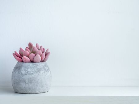 Concrete pot minimal style. Pink succulent plant in modern round concrete planter on wooden shelf isolated on white background with copy space.の写真素材