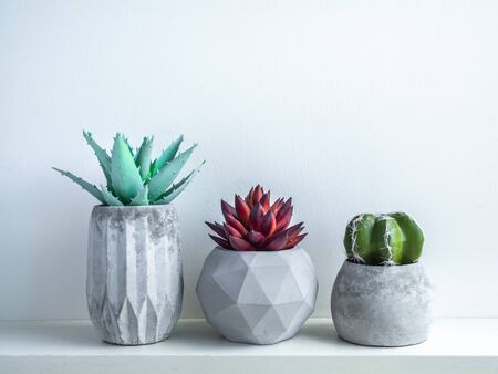 Concrete pot minimal style. Cactus and succulent plant in modern geometric concrete planters on...