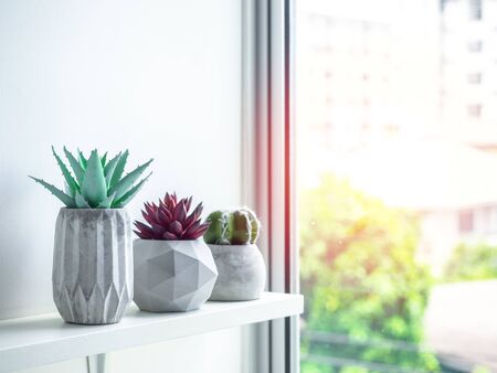 Concrete pot minimal style. Green cactus and red succulent plant in modern geometric concrete planters on wooden white shelf near the window with sunshine.の写真素材