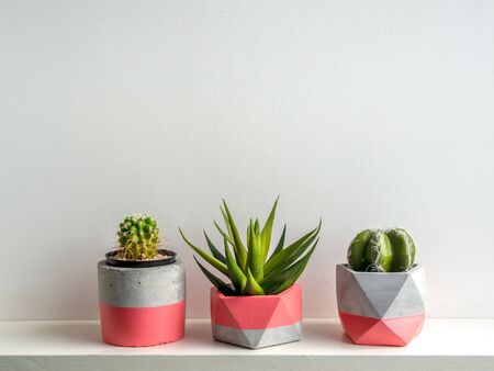 Cactus plants in pink modern geometric concrete planters on white shelf isolated on white...