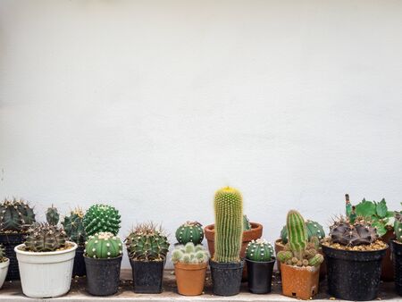 Various cactus. Different kind of cactus plant on wooden shelf isolated on white background with copy space.の写真素材