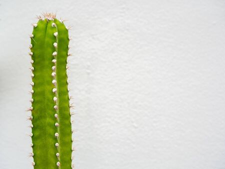 Close-up green cactus isolated on white wall background with copy space.の写真素材