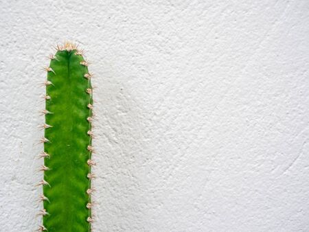 Close-up green cactus isolated on white wall background with copy space.の写真素材