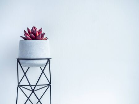 Cactus pot. Concrete pot with iron stand. Red succulent plant in modern standing planter isolated on white background with copy space.の写真素材