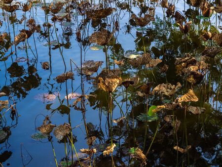 Dry and dying brown lotus leaves burned by the sun in the swamp in summer.の写真素材