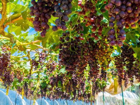 Fresh grapes in the vineyard ready to be harvest. Dark blue bunch grapes with green leaves hung in grape farm.の写真素材