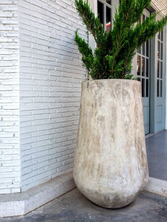Large high concrete pot with  green pine tree on cement floor near the white brick wall vertical style.の写真素材