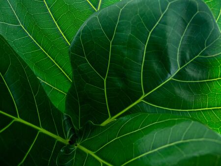 Close-up green leaves pattern background.の写真素材