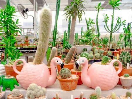 Various beautiful green fresh cactus and succulent plant in cute pink flamingo planters and terracotta pots.の写真素材