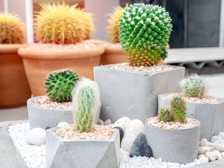 Various beautiful green fresh cactus plant in concrete pots.の写真素材