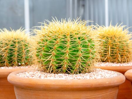 Beautiful green fresh cactus plant in terracotta pots.の写真素材