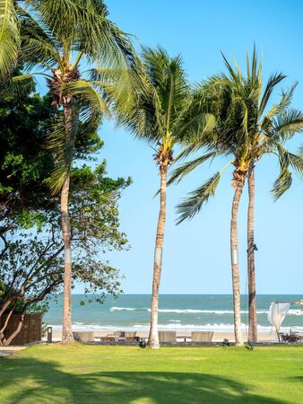 Coconut palm tree on green grass and the sand beach on blue sky background in summer times. Beautiful tropical seascape background vertical style.の写真素材