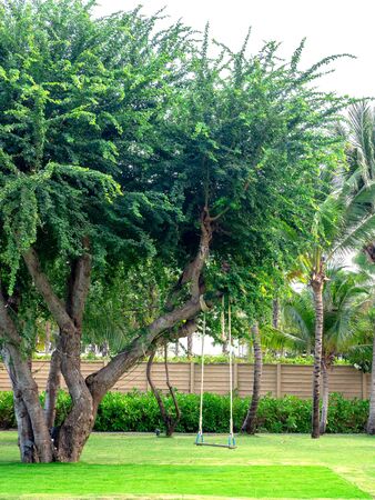 Wooden swing hanging from the big tree on green grass in the outdoor park, vertical style.の写真素材