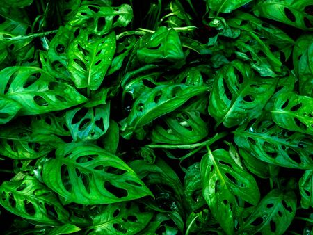 Green leaves background. Beautiful tropical plants texture.の写真素材