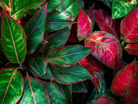 Green and red leaves background. Beautiful tropical plants texture.の写真素材