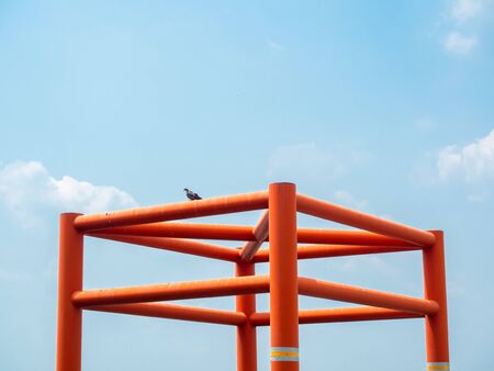 Bird, pigeon perched on the orange structure on blue sky background minimal style, color contrast concept.の写真素材