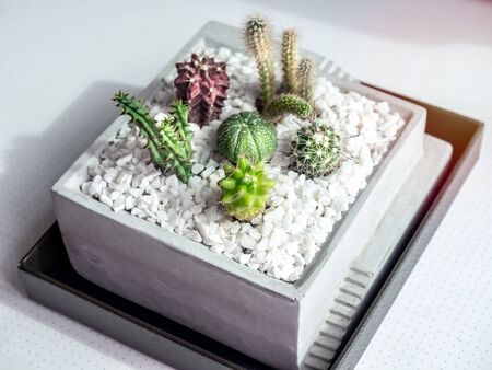 Close-up many kind of little green cactus plants in square concrete pot on white table, top view.の写真素材