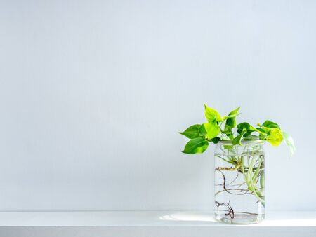 Green leaves with water in transparent plastic jar on white shelf isolated on white wall background with copy space.の写真素材