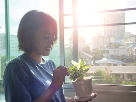 Green plants in pot in beautiful happy asian woman hands near the window at apartment in the morning...