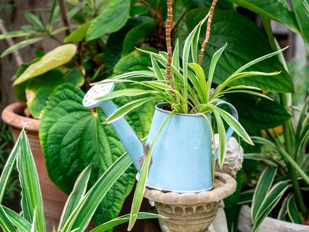 Green leaves in vintage blue watering pot decoration in the green garden, DIY plants pot.の写真素材