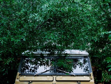 Green leaves cover on the old safari car in rainforest background. Life is journey concept.の写真素材