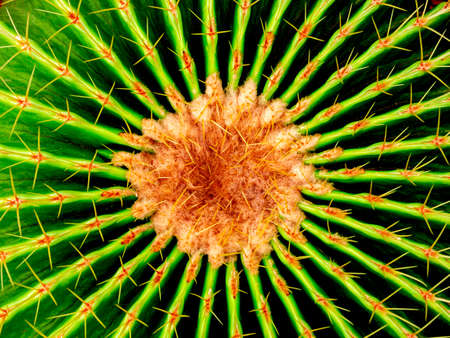 Close-up growing green cactus texture. Cactus thorn background.
