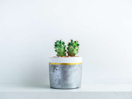 Green cactus plant in modern geometric concrete planter on white shelf isolated on white wall background. Beautiful white and gold colour painted cement pot.の写真素材