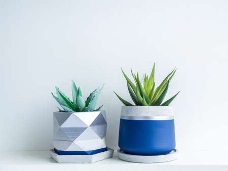 Green succulent plants in modern geometric concrete planters on white shelf isolated on white wall background. Two beautiful blue and silver colour painted cement pots.の写真素材