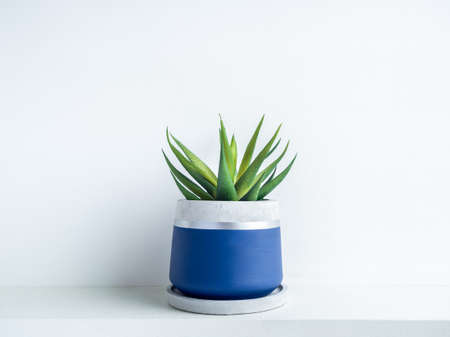 Green succulent plant in modern geometric concrete planter on white shelf isolated on white wall background. Beautiful blue and silver colour painted cement pot.の写真素材