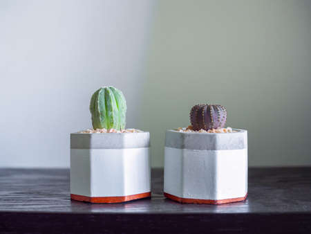 Small cactus plants in two modern geometric concrete planters on dark wooden shelf on white wall background with copy space. Beautiful painted cement pots.の写真素材