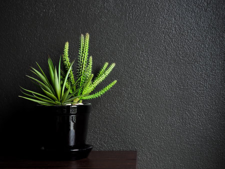 Cactus and succulent plants with gravels in black ceramic pot on wooden table on dark background with copy space.の写真素材