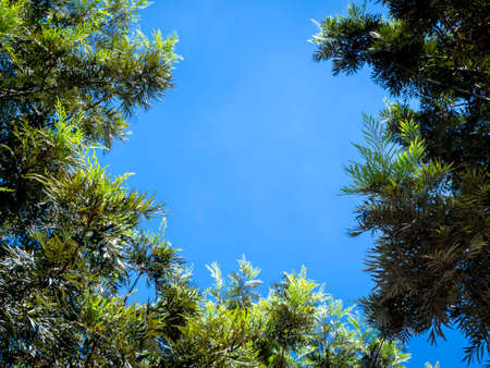 Blue sky background framed by green leaves on tree foliage. Look up at the sky  surrounded by the...