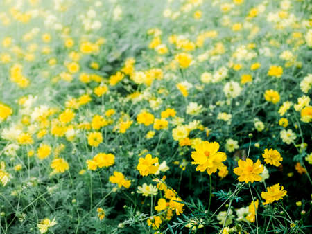 Blooming yellow flower garden background. Spring floral background with beautiful little yellow...