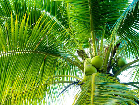 Coconut tree. Close up fresh and sweet coconuts cluster and palm leaves on tree.の写真素材