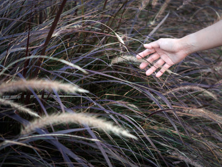Wild grass feild with woman's hand touching. Close up hand feeling the meadow.の写真素材