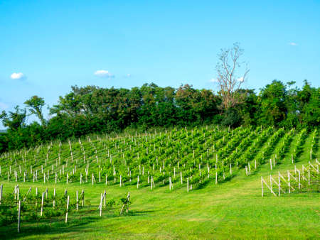 Beautiful of green vineyard field on the hill on blue sky background. Row of beautiful summer grape yard in Thailand.の写真素材