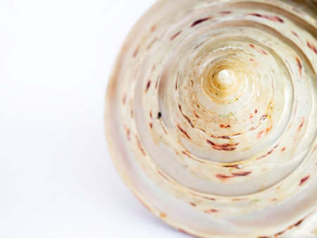Close up spiral pattern of seashell on white background with copy space. Beautiful natural shape of...