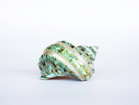 Seashell isolated on white background. Beautiful natural shape of sea shell.の写真素材