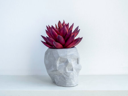 Small modern DIY cement planter, skull shape trendy decoration. Concrete plant pot with red succulent plant on white wooden shelf isolated on white wall background.の写真素材