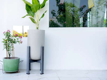 Garden corner. Two simple style plant pots with green leaves decoration on marble floor in the corner in minimal white building with copy space.の写真素材