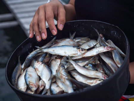 Much fresh raw sardine fish in a black bowl on local fisherman's hand for feeding at the fish cage farm in the sea at the island in the south of Thailand.の写真素材