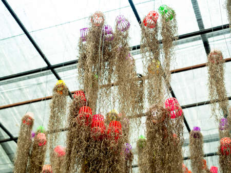 Spanish moss. Hanging plants with small plastic pot. upside down. Many beautiful plant hanging from ceiling in the greenhouse garden.の写真素材