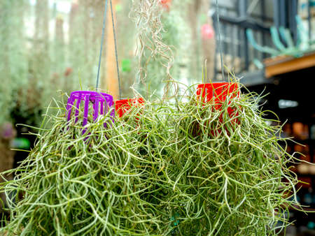 Spanish moss. Hanging plants with small plastic pot. upside down. Close up beautiful green plant hanging from ceiling in the greenhouse garden.の写真素材